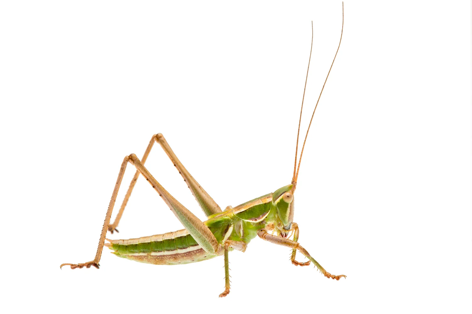 Coastal marauding katydid (Metaballus litus)