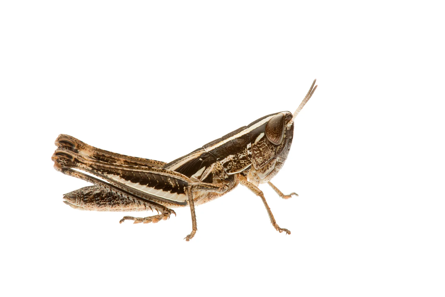 Macrotona Grasshopper (Macrotona sp.)