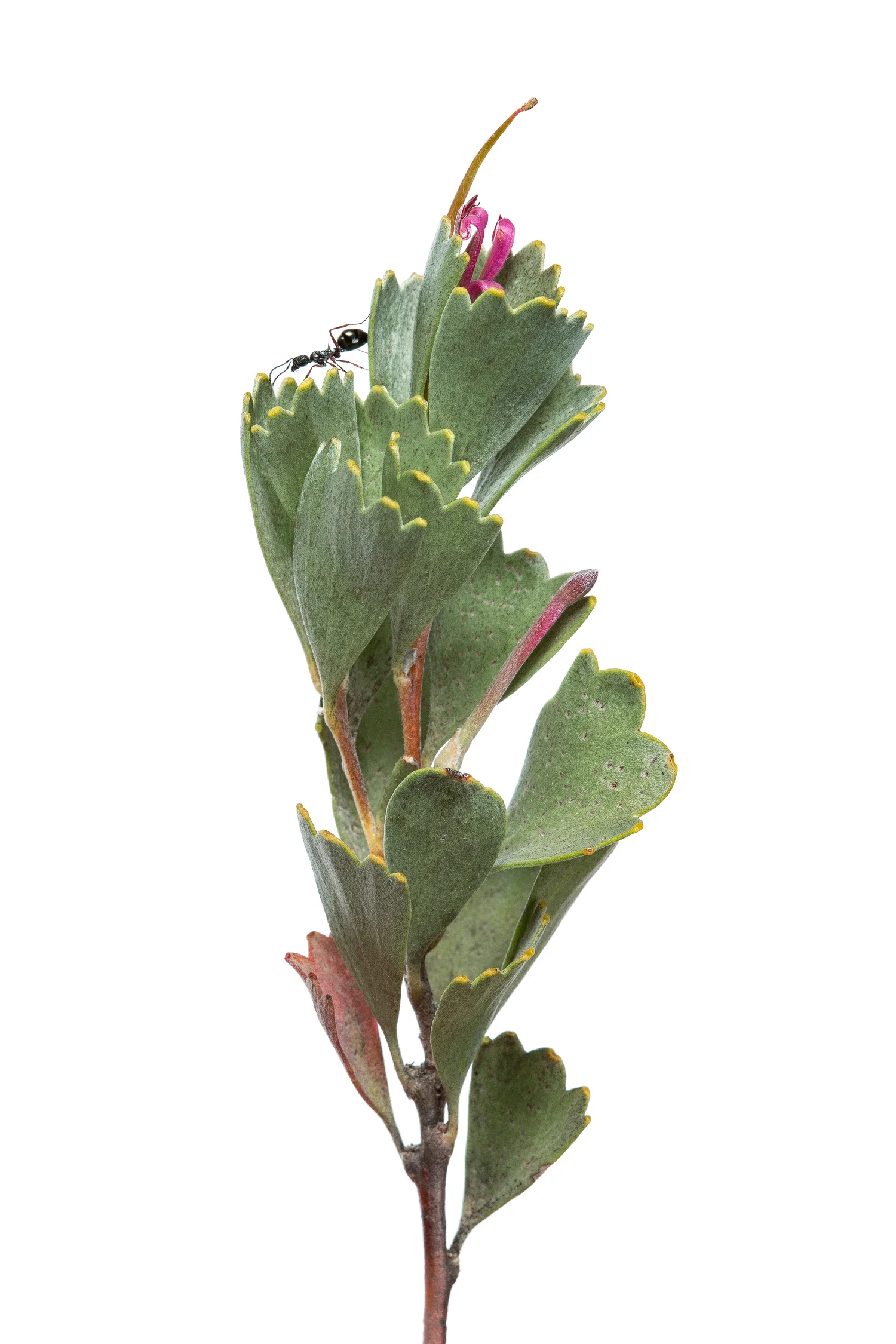Coastal jugflower (Adenanthos cuneatus) with Pony ant