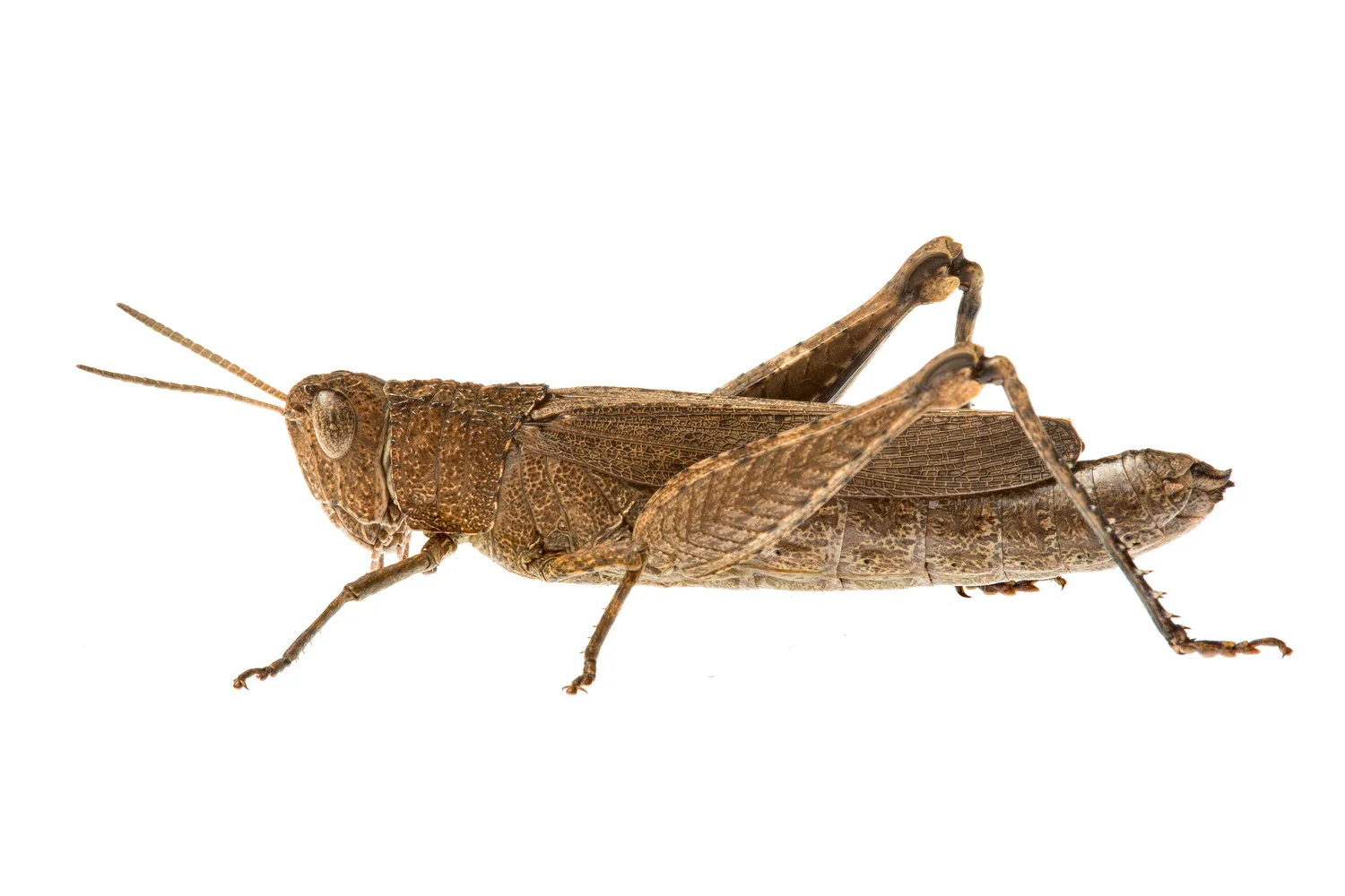 Unidentified Grasshopper