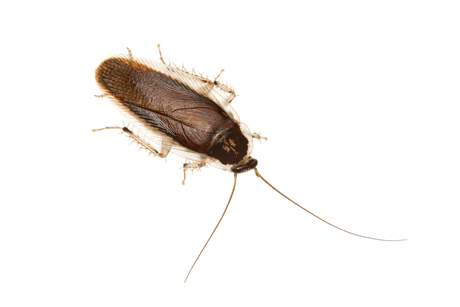 Johnrehnia ensifera