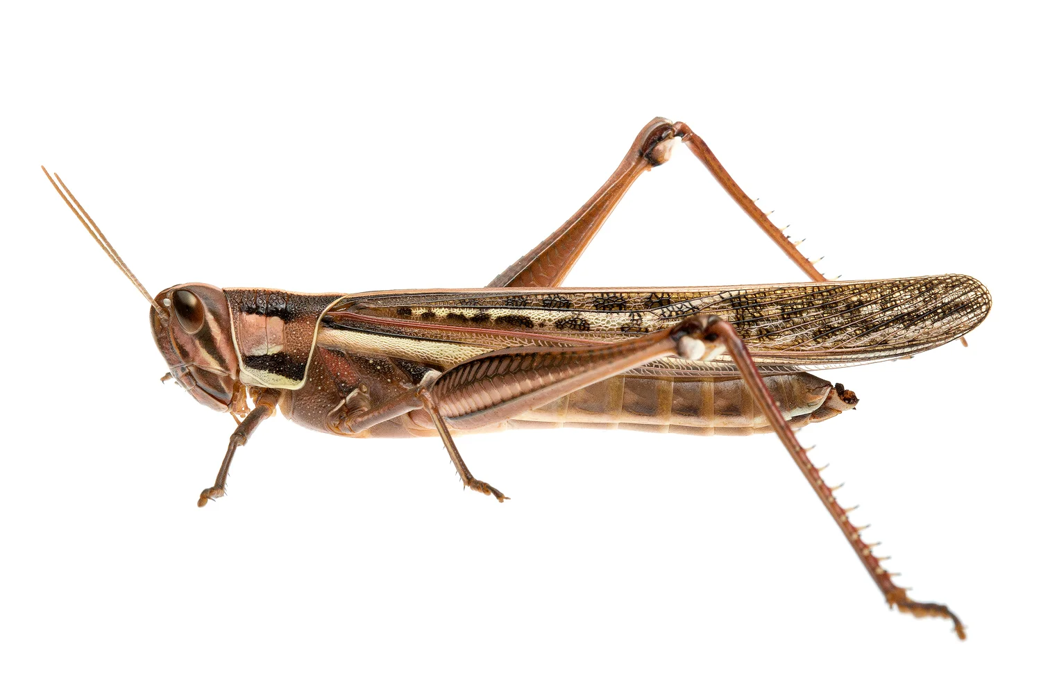 Australian birdwing grasshopper (Austracris sp.)