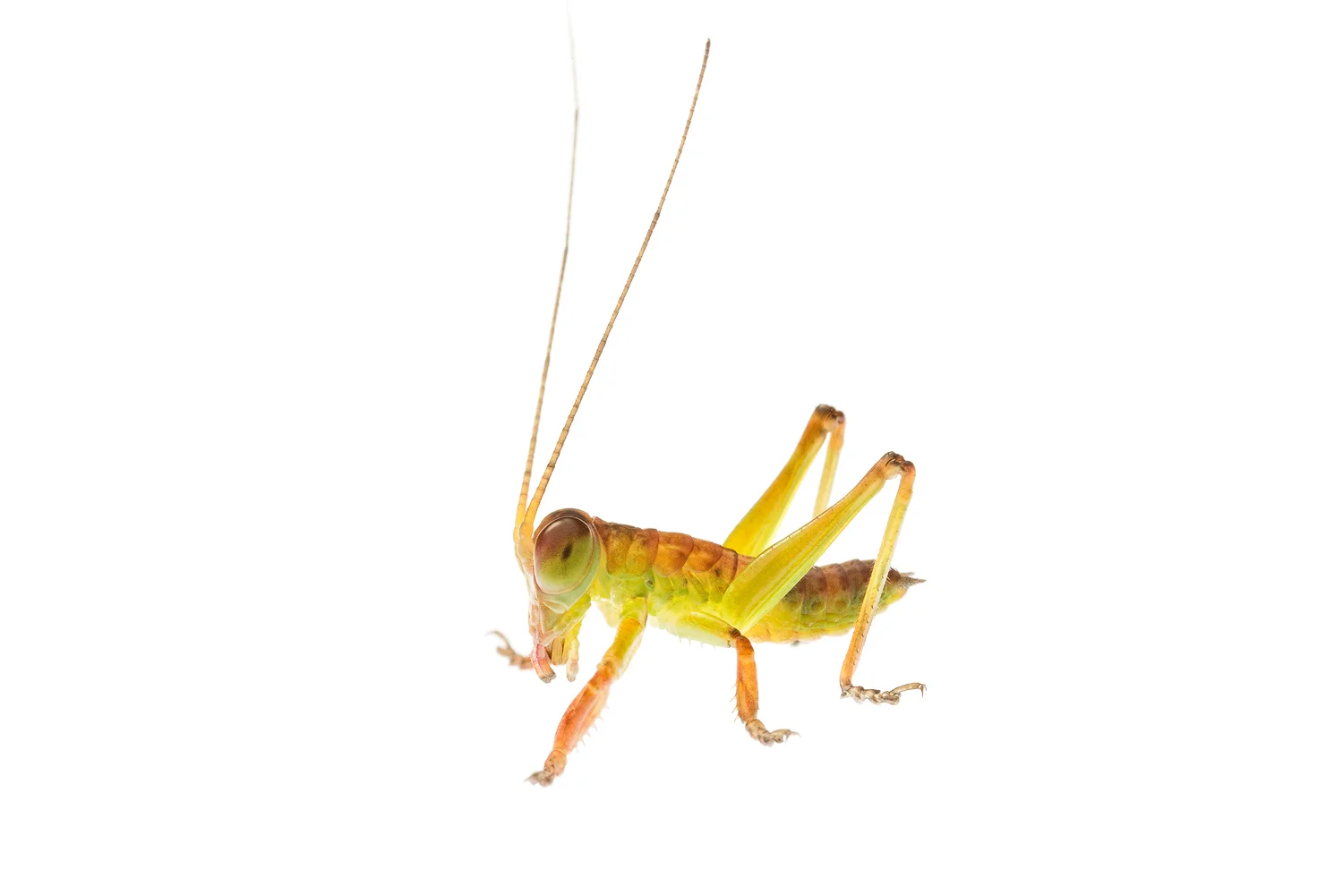 Balloon-winged Katydid male (Tympanophora sp.)