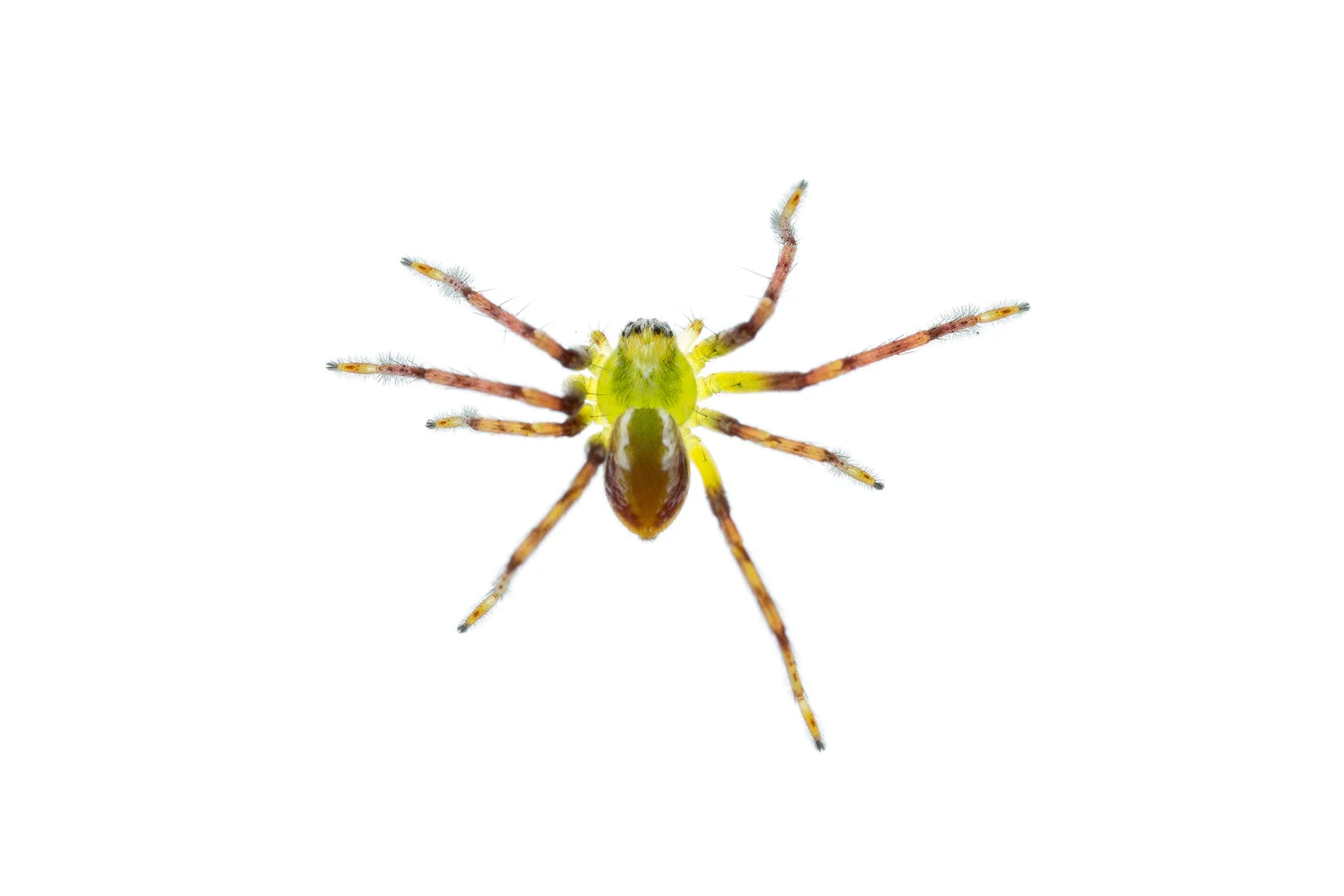 Green Spider to ID - Stirling Range