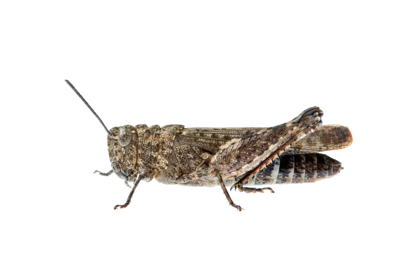 Grasshopper to ID - South Coast of WA