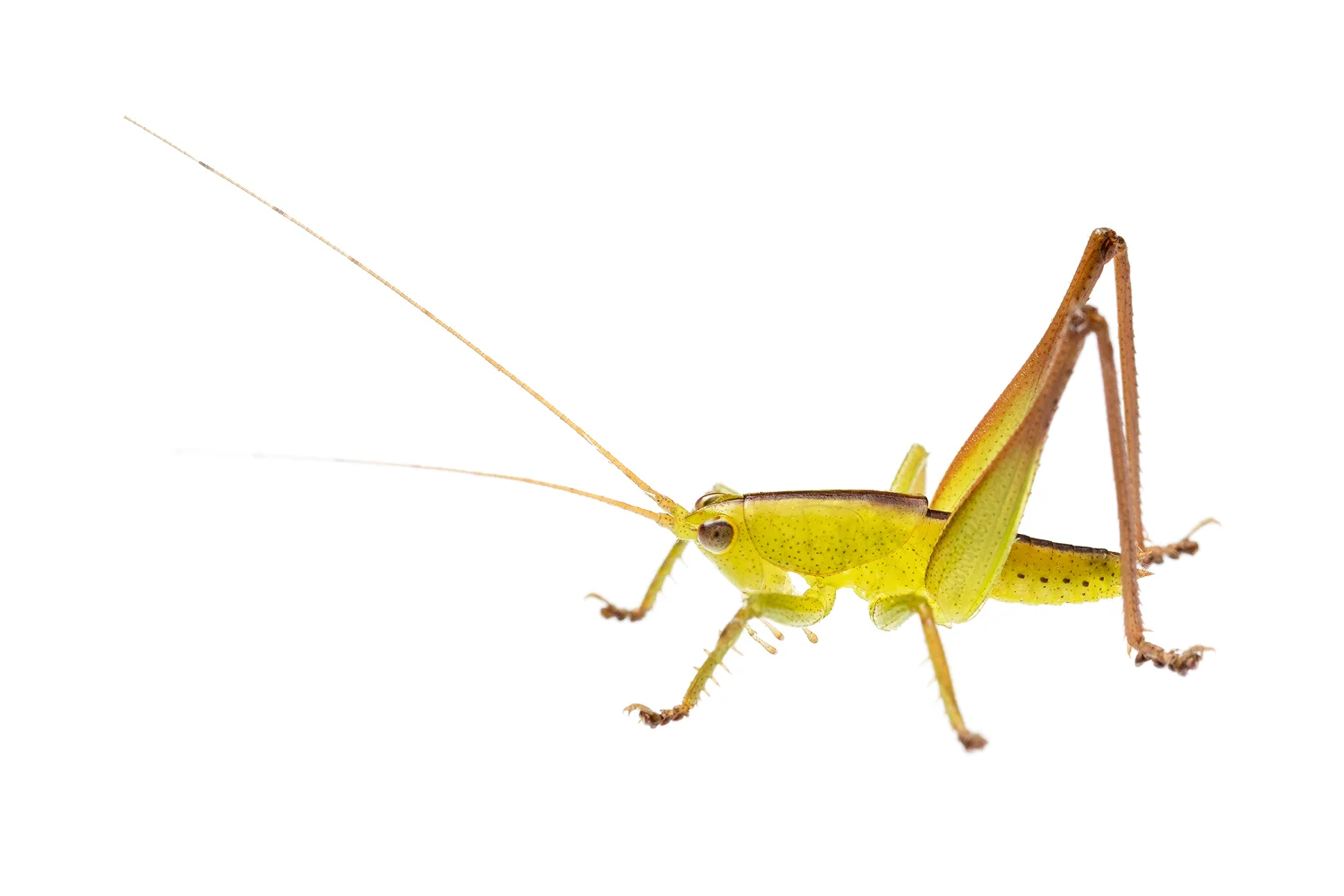 Stirling Range katydid (Tettigoniidae family)