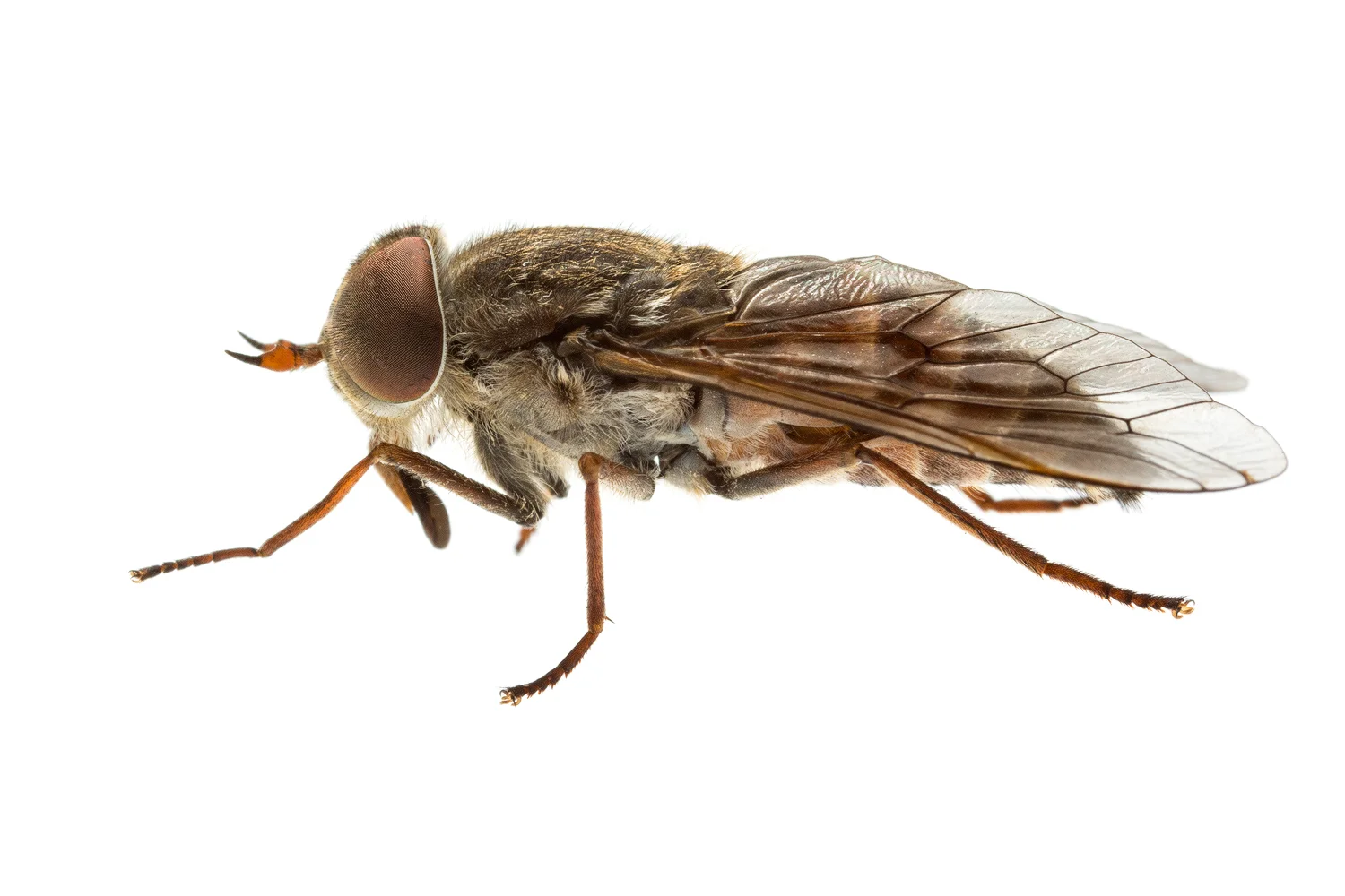 Brown March Fly (Tabanidae Family)