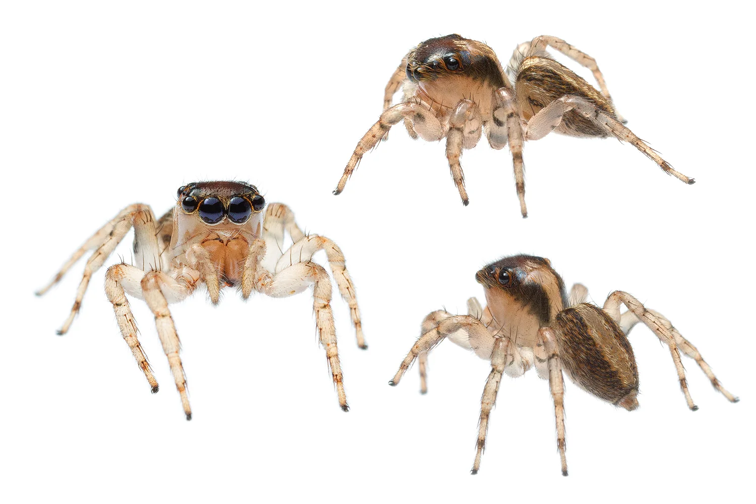 Jumping Spider to ID (Salticidae Family)
