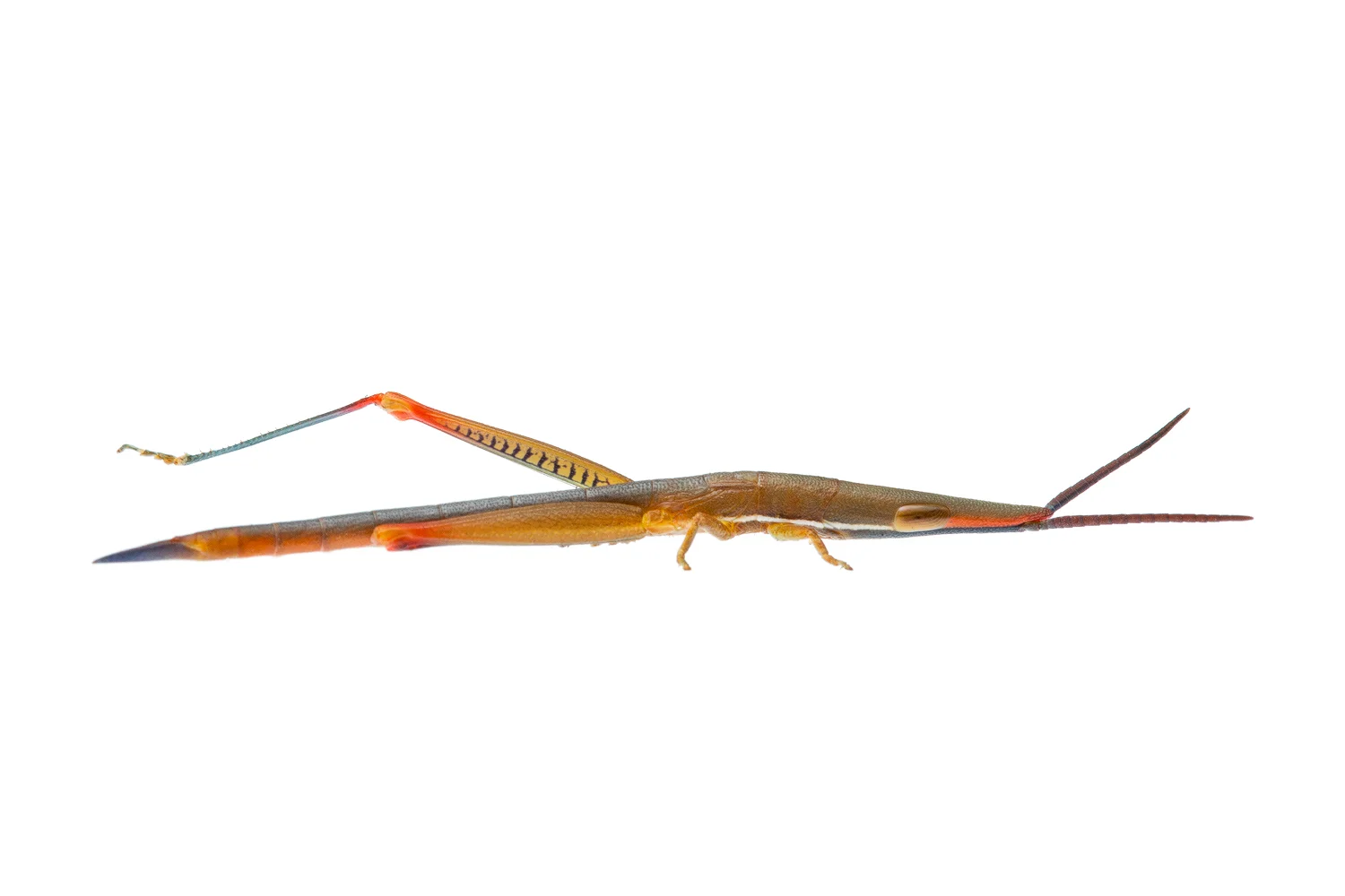 Variable Psedna Grasshopper (Psedna nana)
