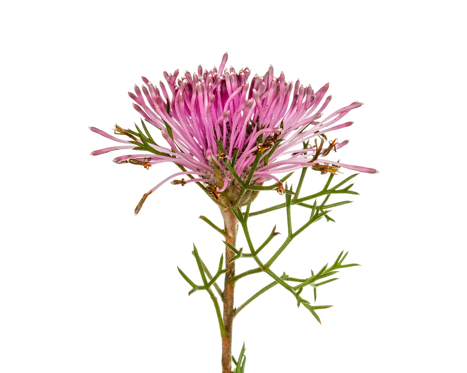 Rose Cone Flower (Isopogon formosus)