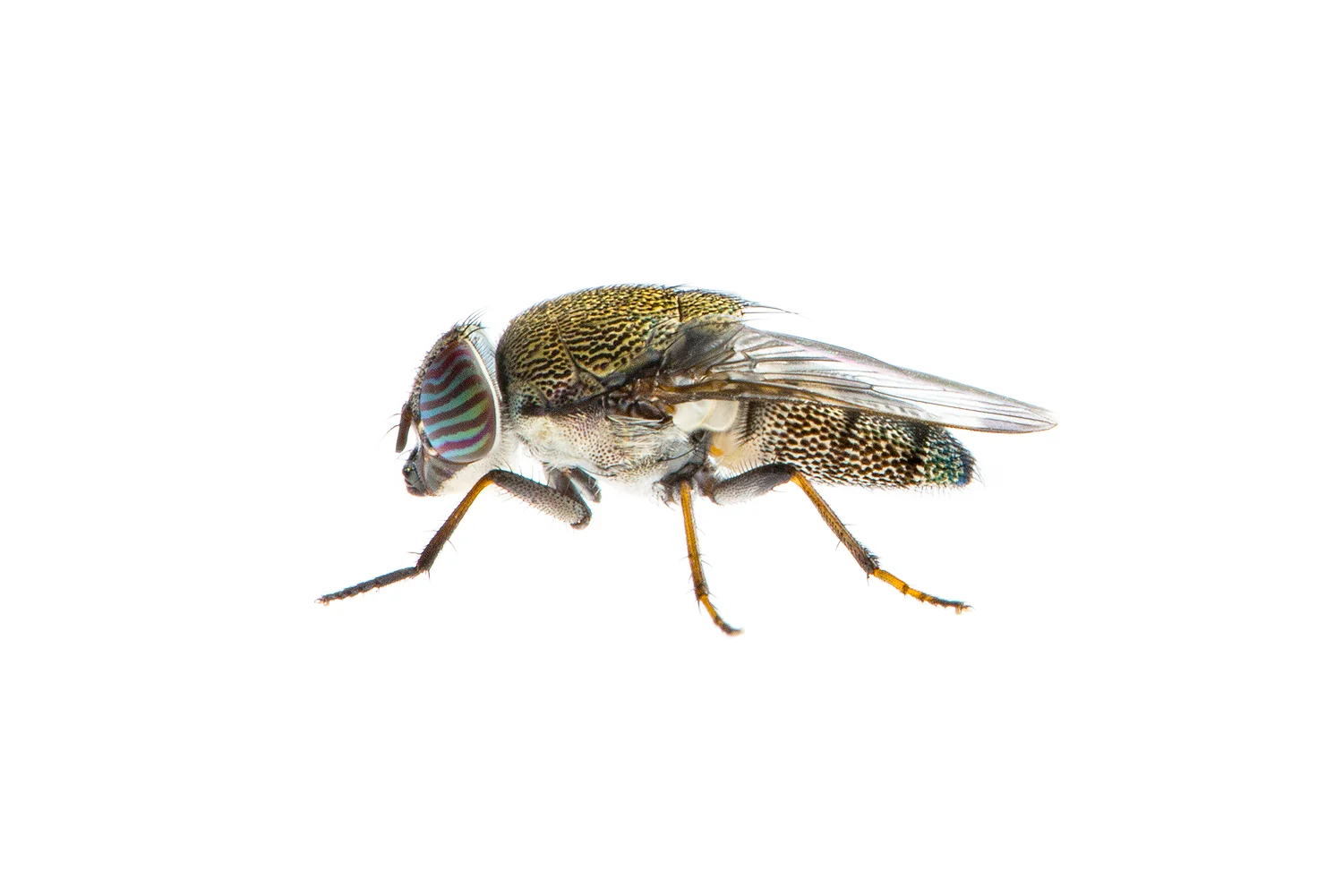 Nose Fly (Stomorhina sp)