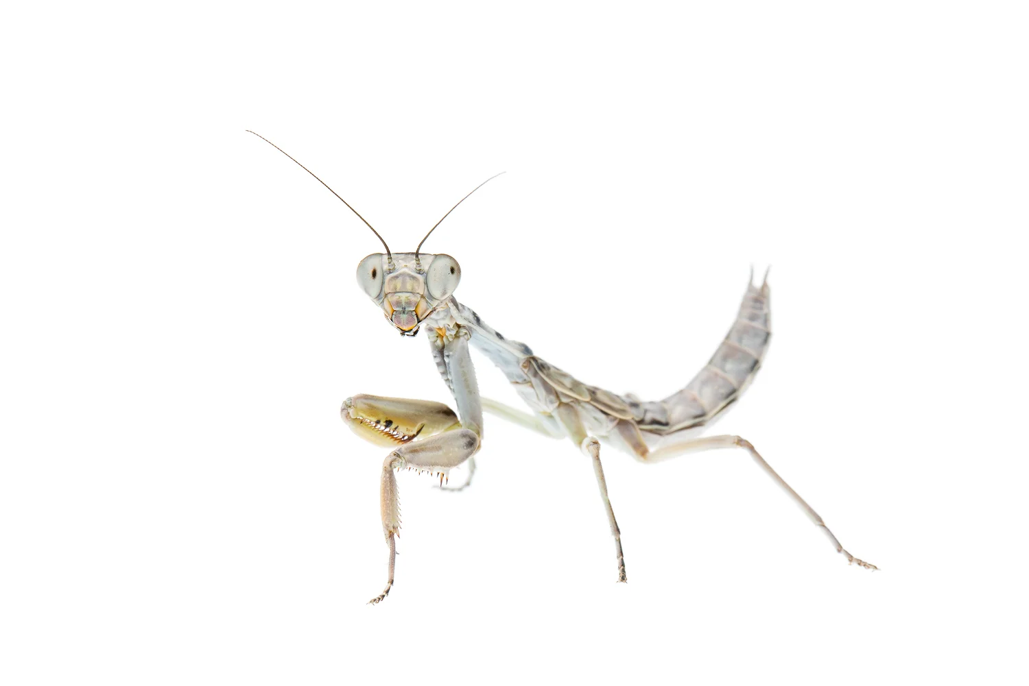 Burying Mantis (Sphodropoda sp)