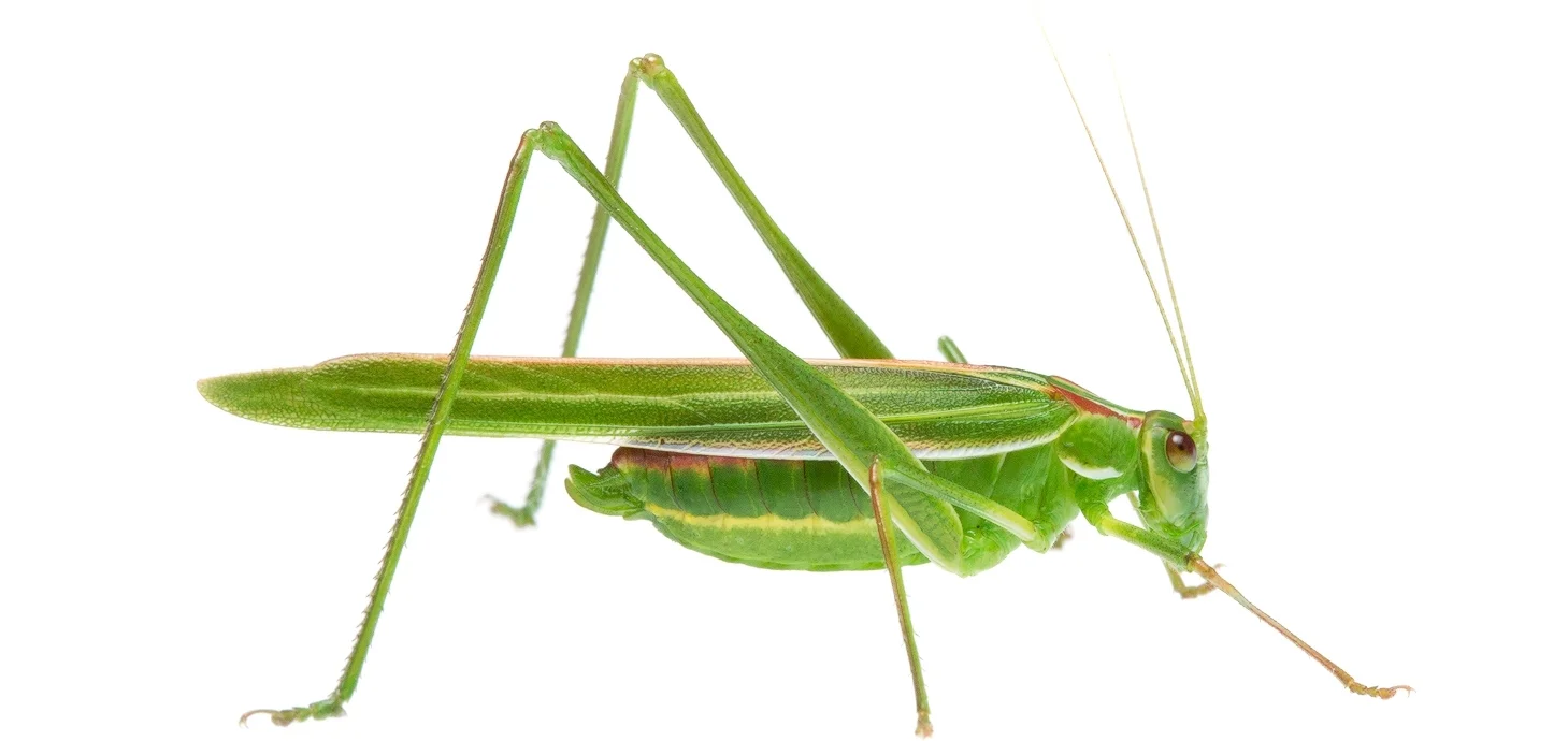 Polichne-Katydid.jpg