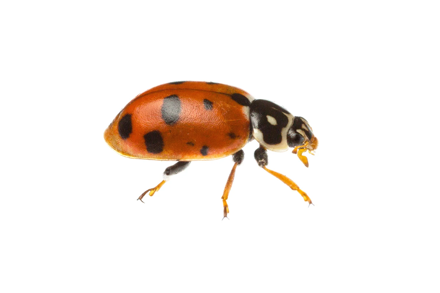 Adonis Ladybird (Hippodamia variegata)