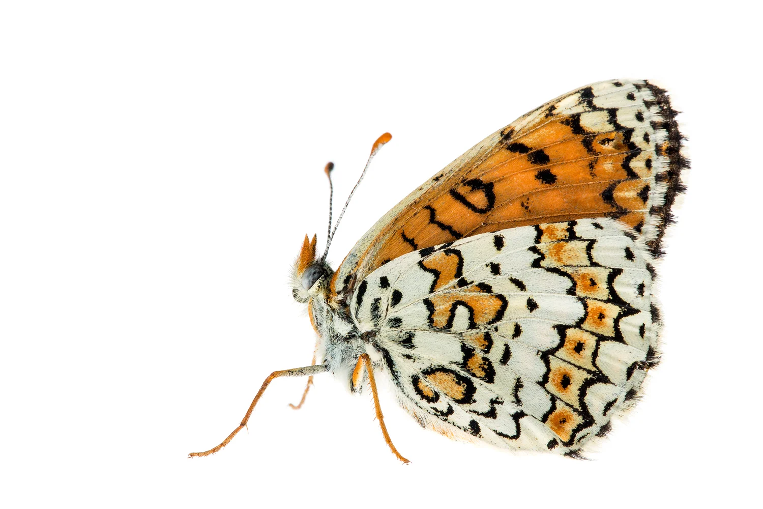 Knapweed Fritillary (Melitaea phoebe)