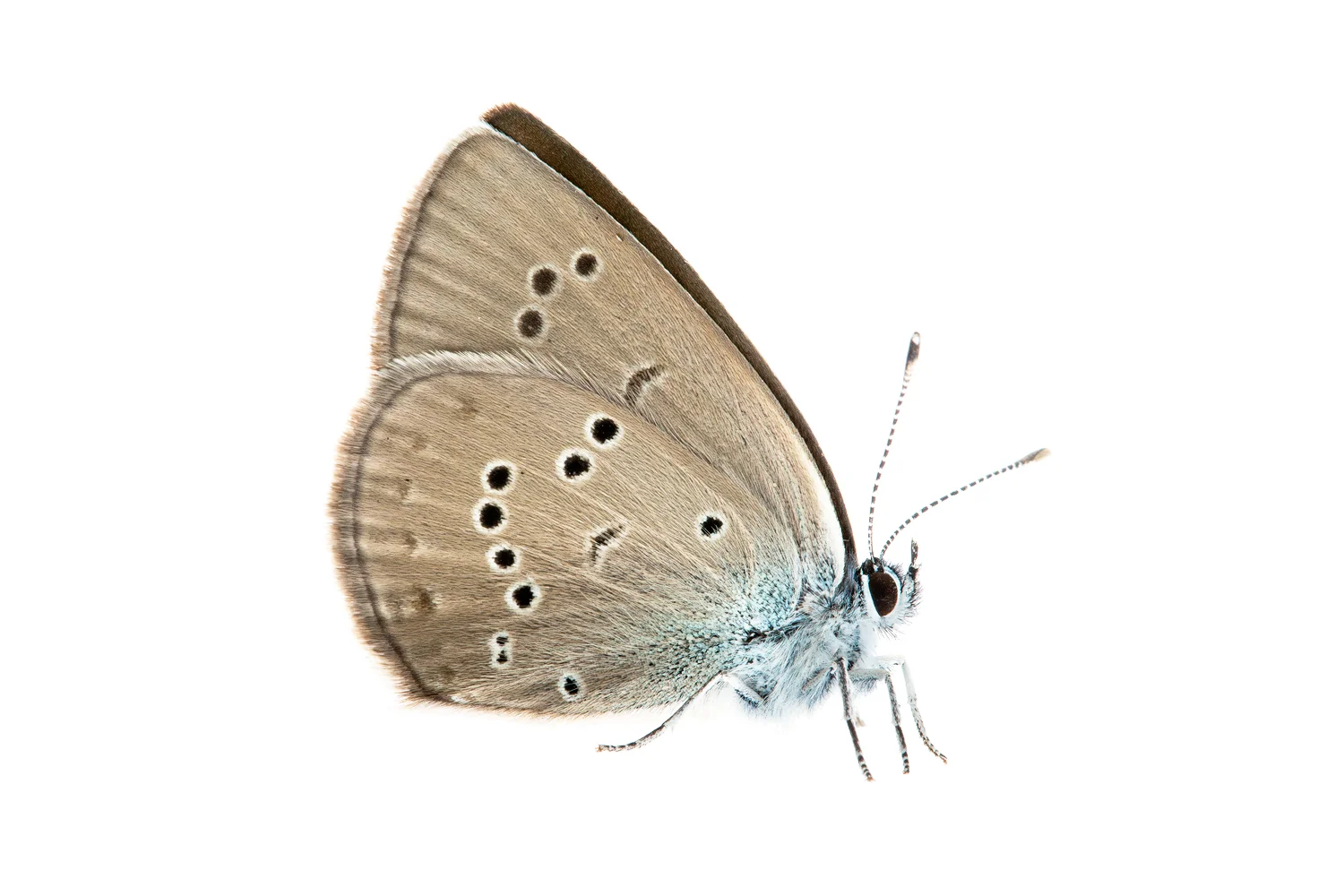 Gossamer-winged Butterfly (Glaucopsyche lycormas)