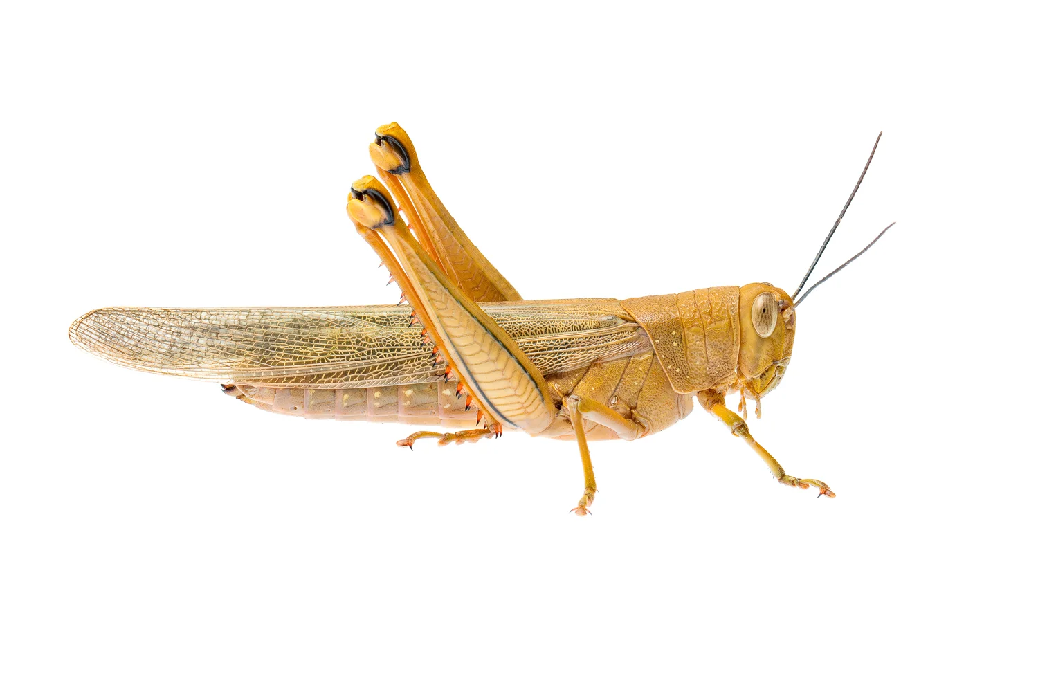 Giant Grasshopper Adult (Valanga irregularis)