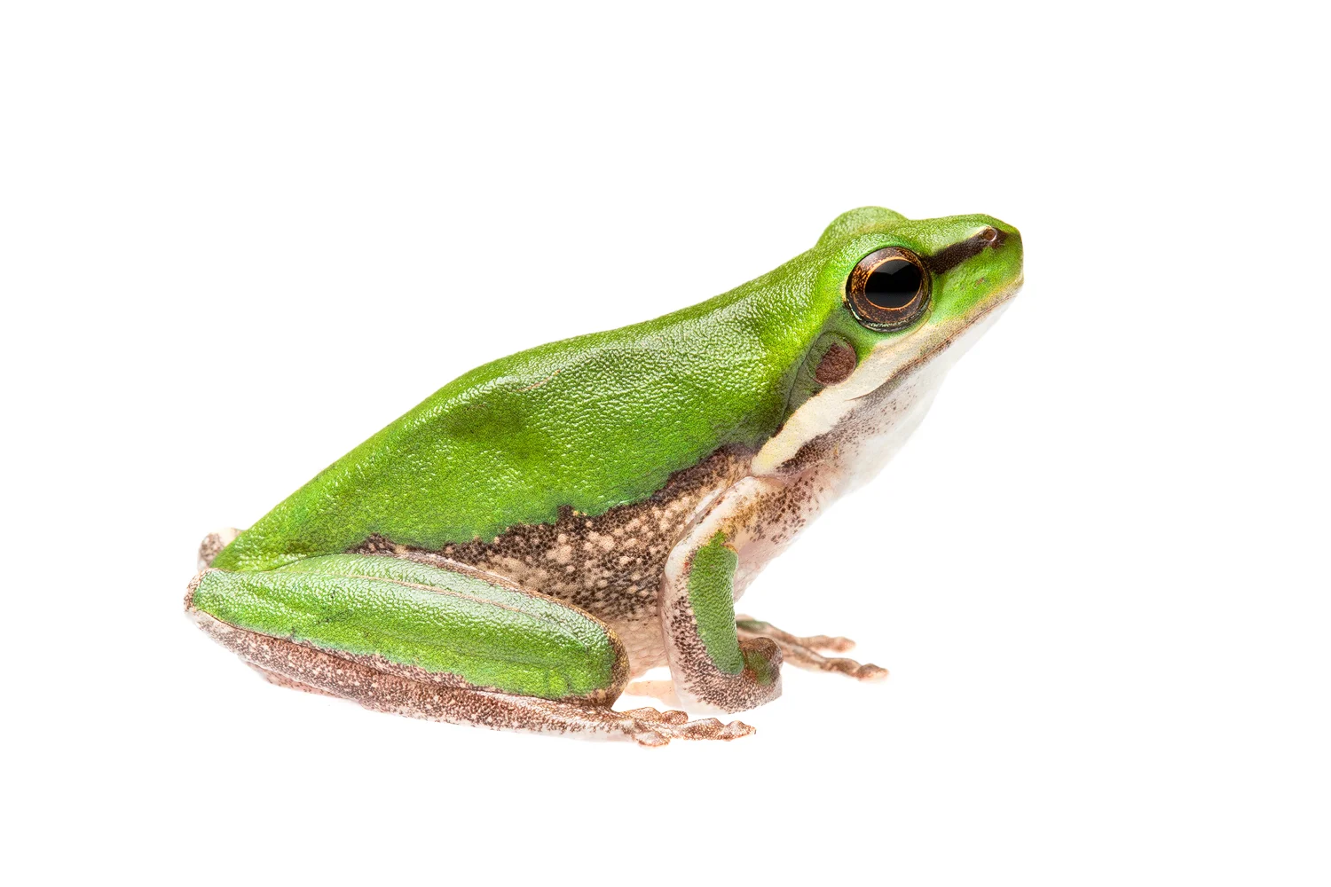 Eastern Dwarf Tree Frog (Litoria fallax)