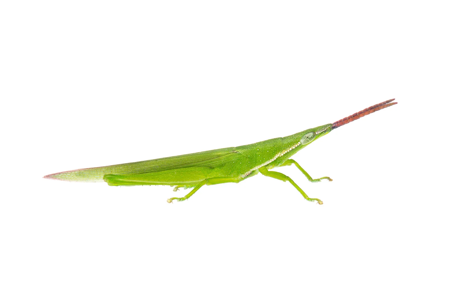 Grass Pyrgomorph (Atractomorpha similis)