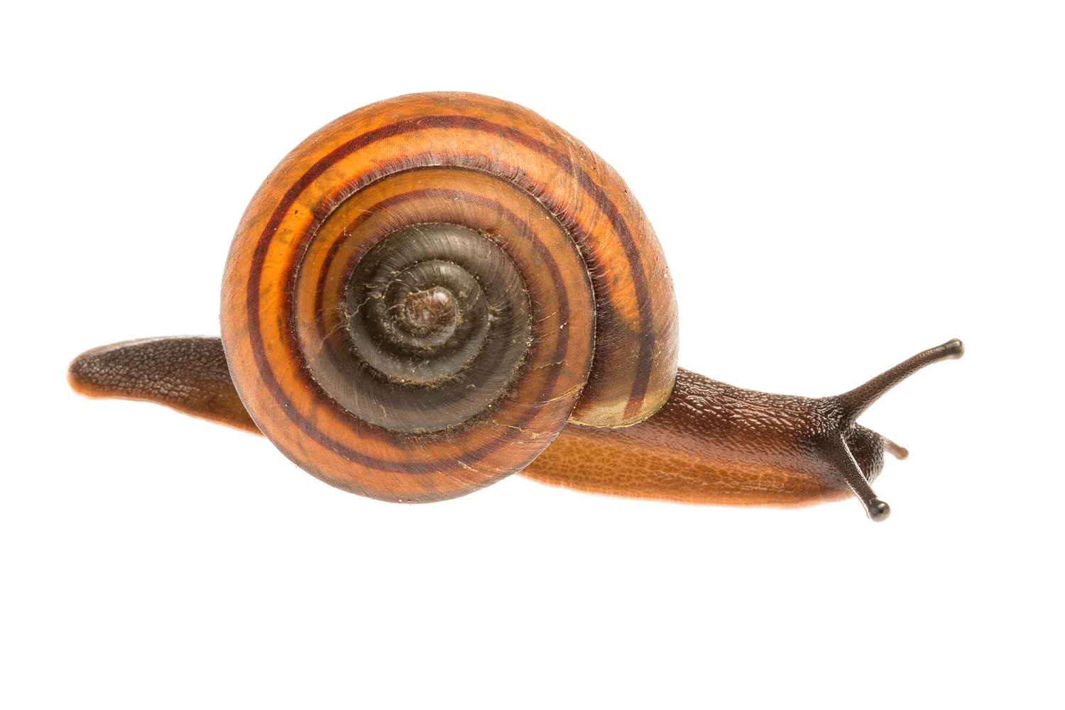 Land Snail to Identify (Stylommatophora)