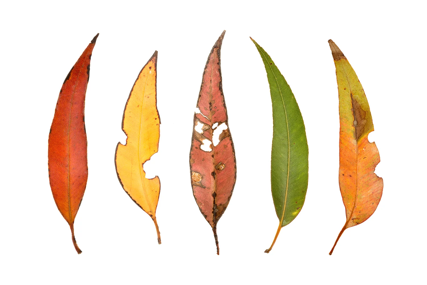 Five Karri Leaves (Eucalyptus diversicolor)