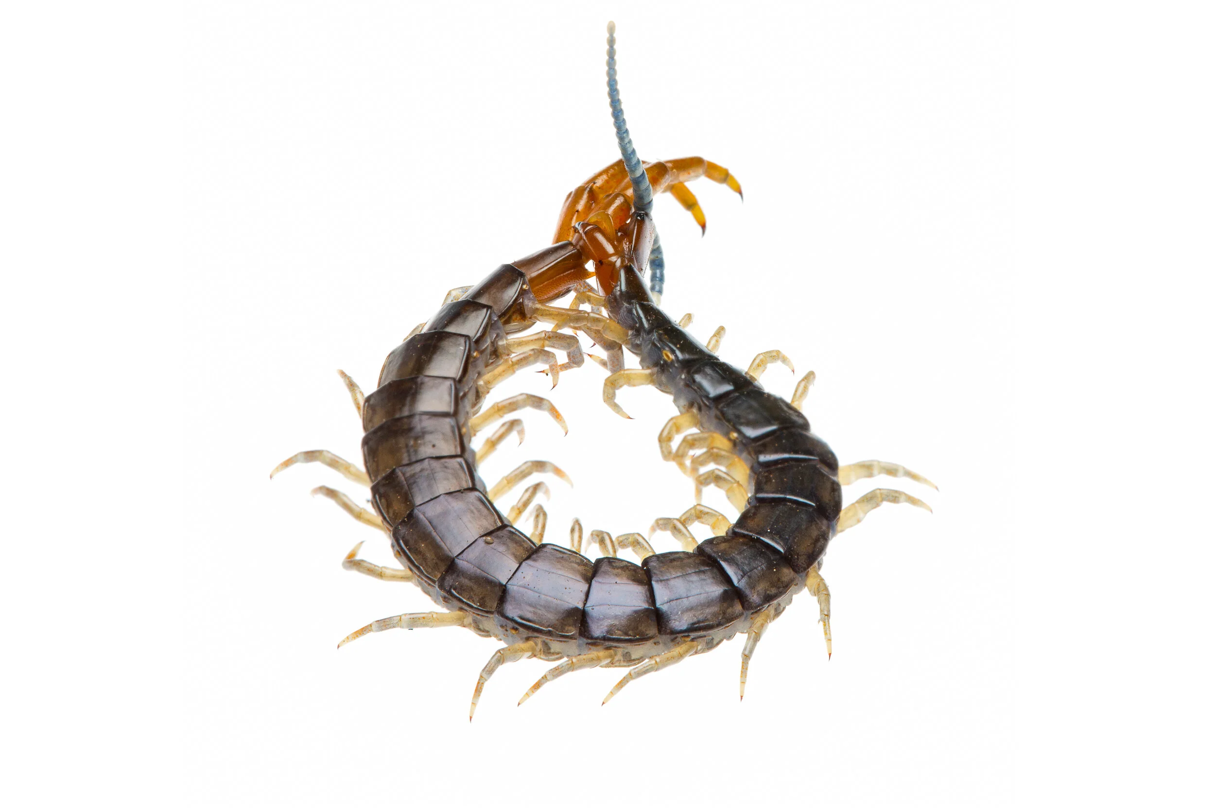 Giant Centipede (Cormocephalus westwoodi)