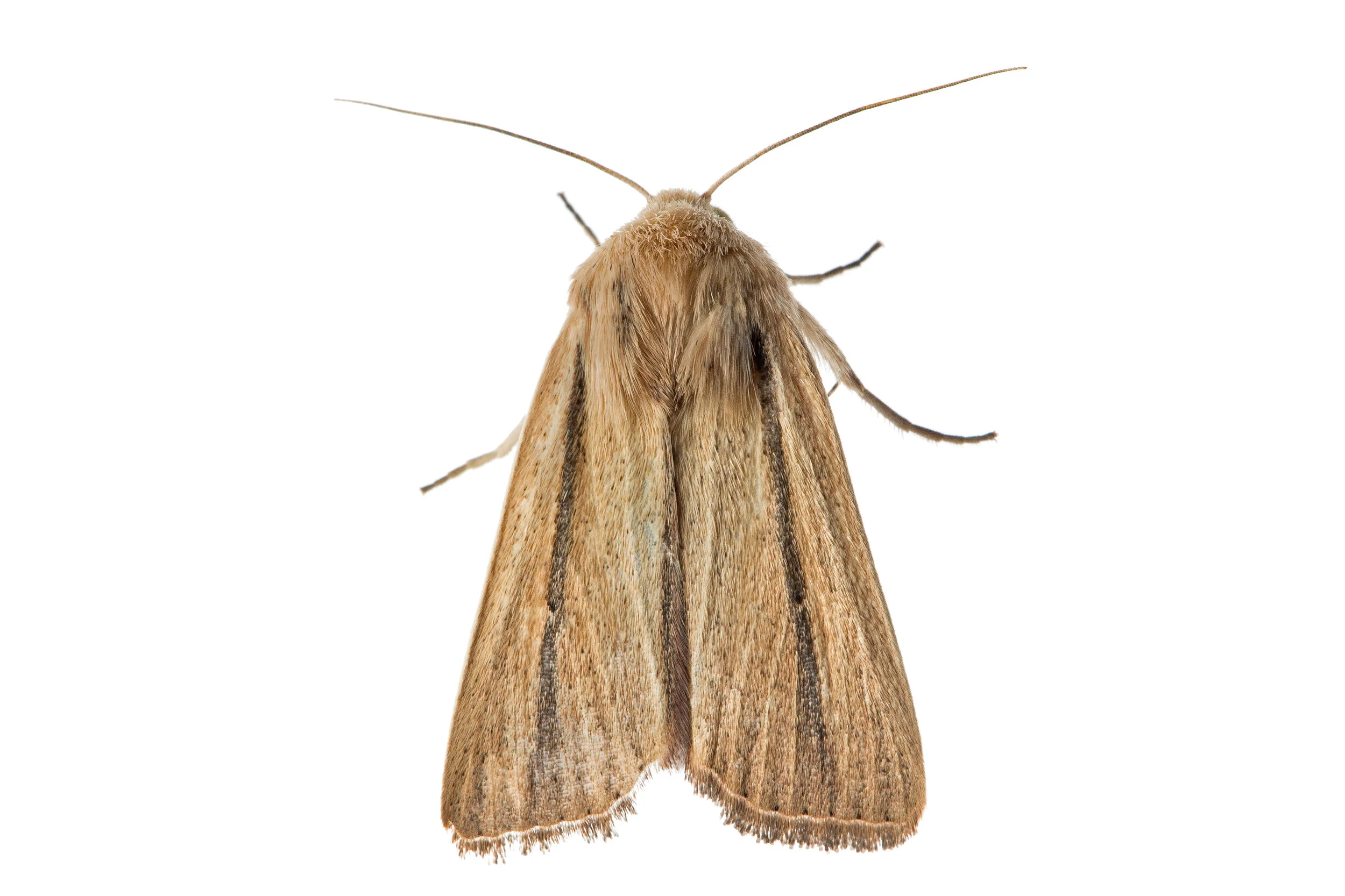 Dark-barred Wainscot (Leucania diatrecta)