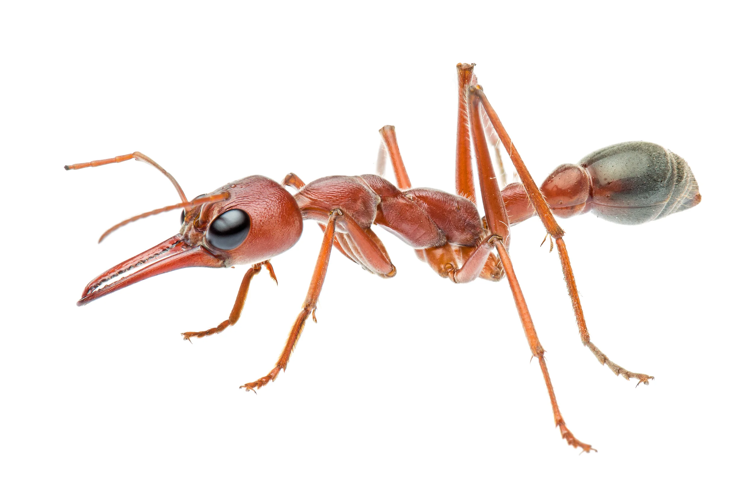 Giant Bull Ant, (Myrmecia brevinoda)