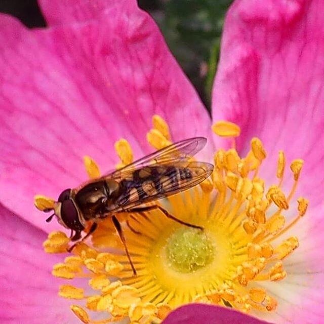 Premi&egrave;re &eacute;glantine #gardenfairy #flowerstagram #earthpix #poeticvision #poetry_flair #photographysoul #naturebeauty #picoftheday #peaceful #sunday #diary #minimalperfection #instabeauty #instadaily