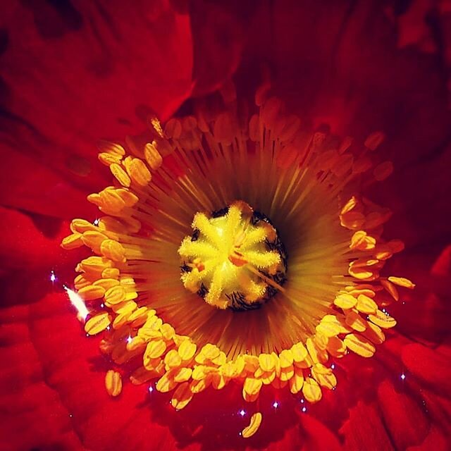 Coquelicot #visualgrams #poppy #natureperfection #earthpix #poeticvision #minimalshot #masters_in_artistry #fineart #flowerscape #naturebeauty #light #sunlight #igersworldwide #ig_color #justgoshoot