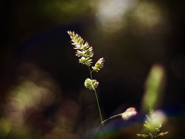 Reste la nature... #naturebeauty #earthpix #earthfocus #gardenfairy #photographysoul #poetry_flair #poeticvision #creative #simplebeauty #gardenlife #naturevibes #instadaily #instagood #coronavirus #fineart #masters_in_artistry #canonfd #olympusfeatu