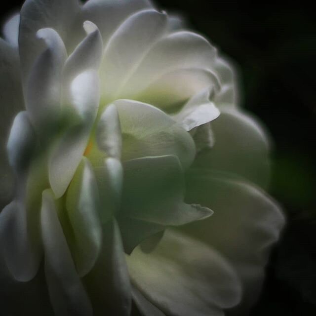 La Rose #instamoment #instamood #instadaily #earthpix #natureperfection #picoftheday #poetry_flair #poeticvision #creative #photographysoul #moodygrams #white #roses #focus #minimalshot #masters_in_artistry #fineart #hikaricreative #instaimage #diary