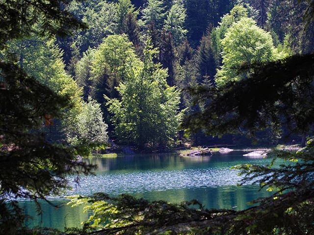 Le lac vert #lake #lakescape #mountainlake #hautesavoie #treestagram #instadaily #photooftheday #poetry_flair #photographysoul #naturebeauty #naturephotography