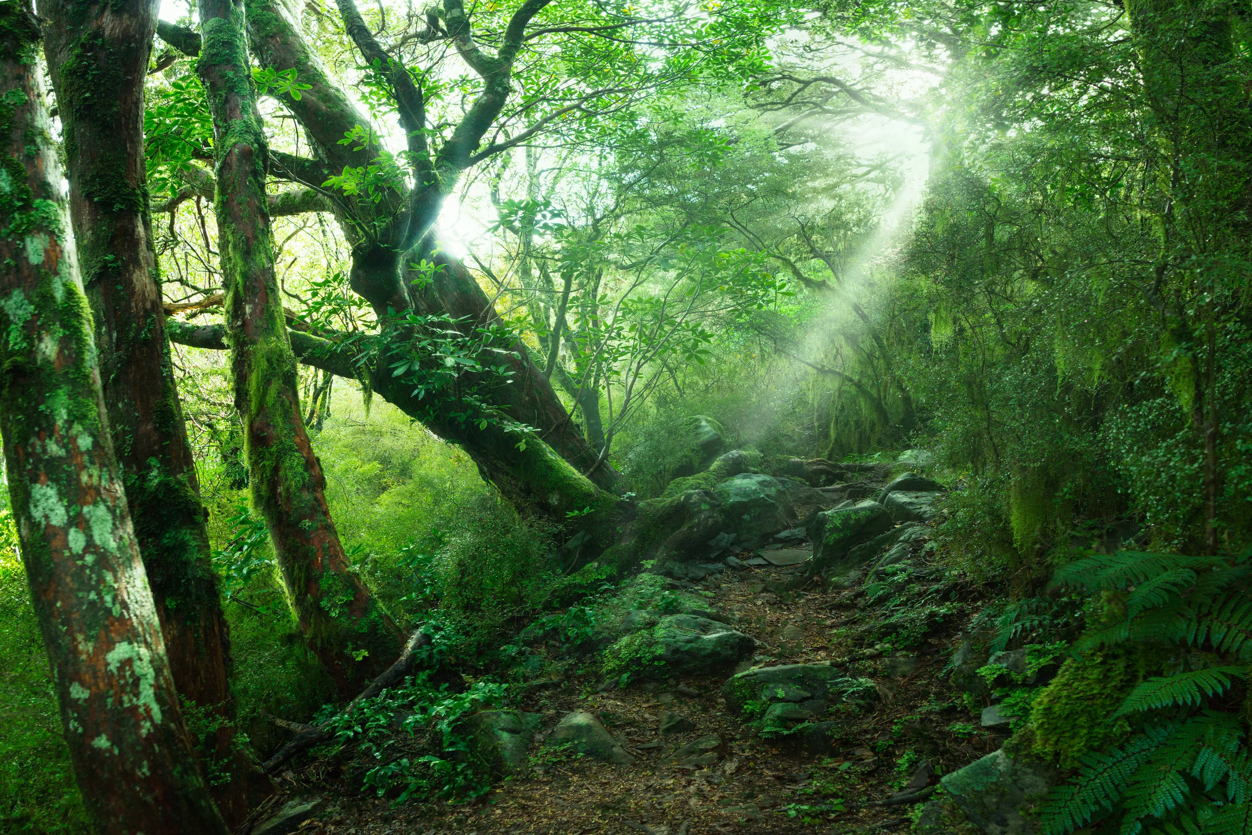 EnchantedForest3x2.jpg