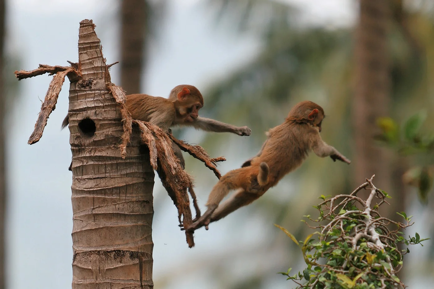 monkeys.jpg