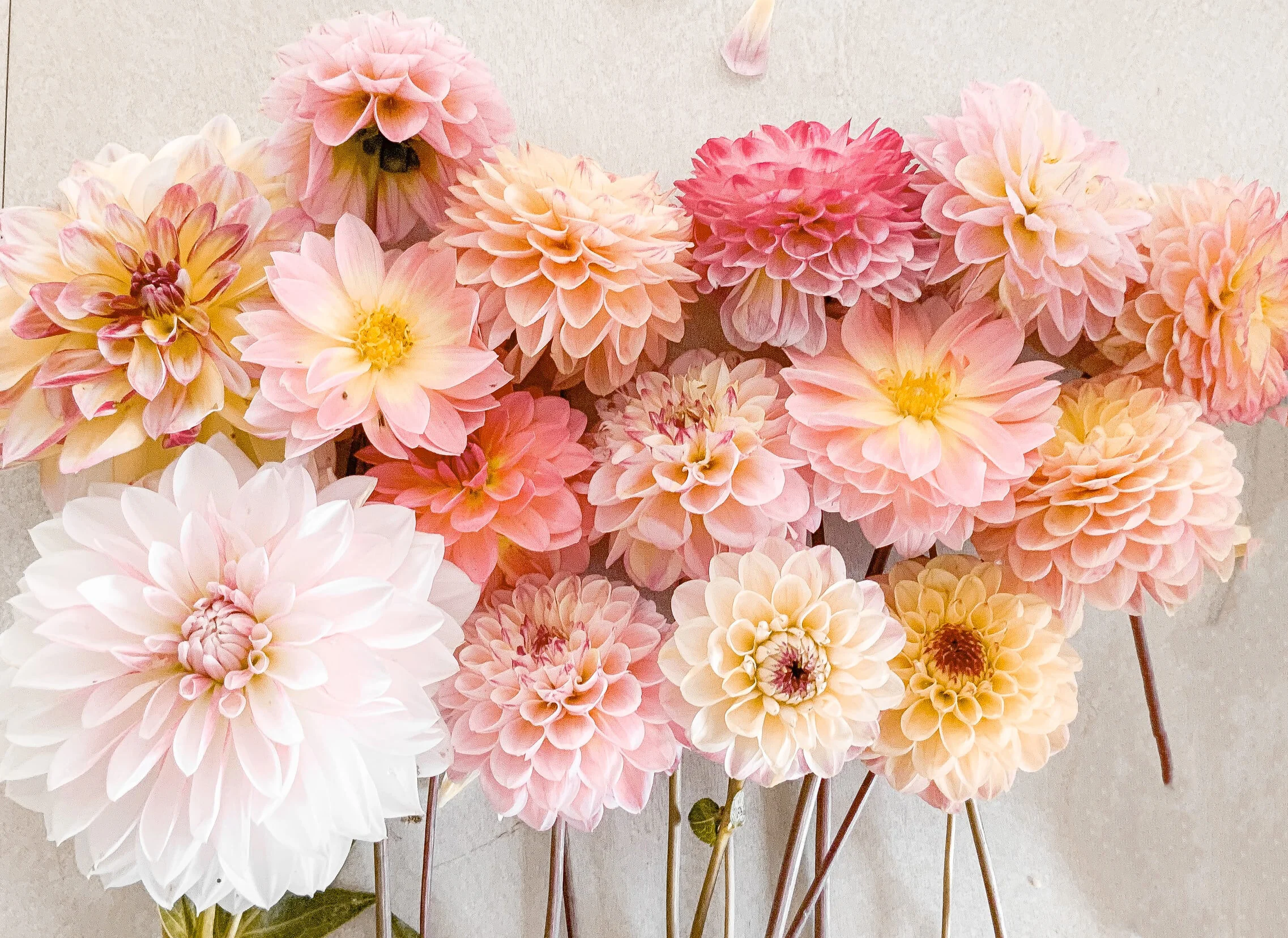 dahlias.jpeg