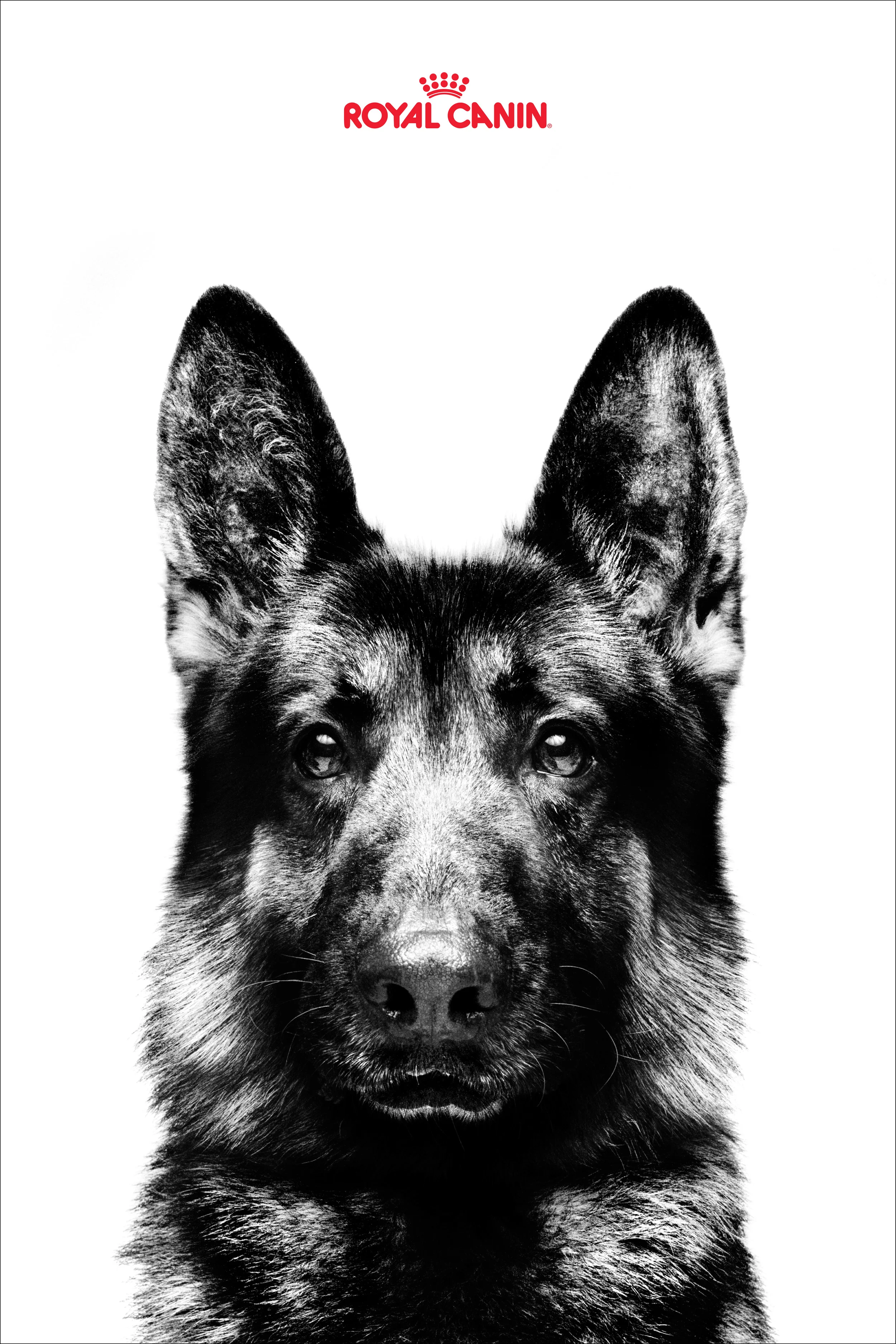 RC_Posters_24x362.jpg