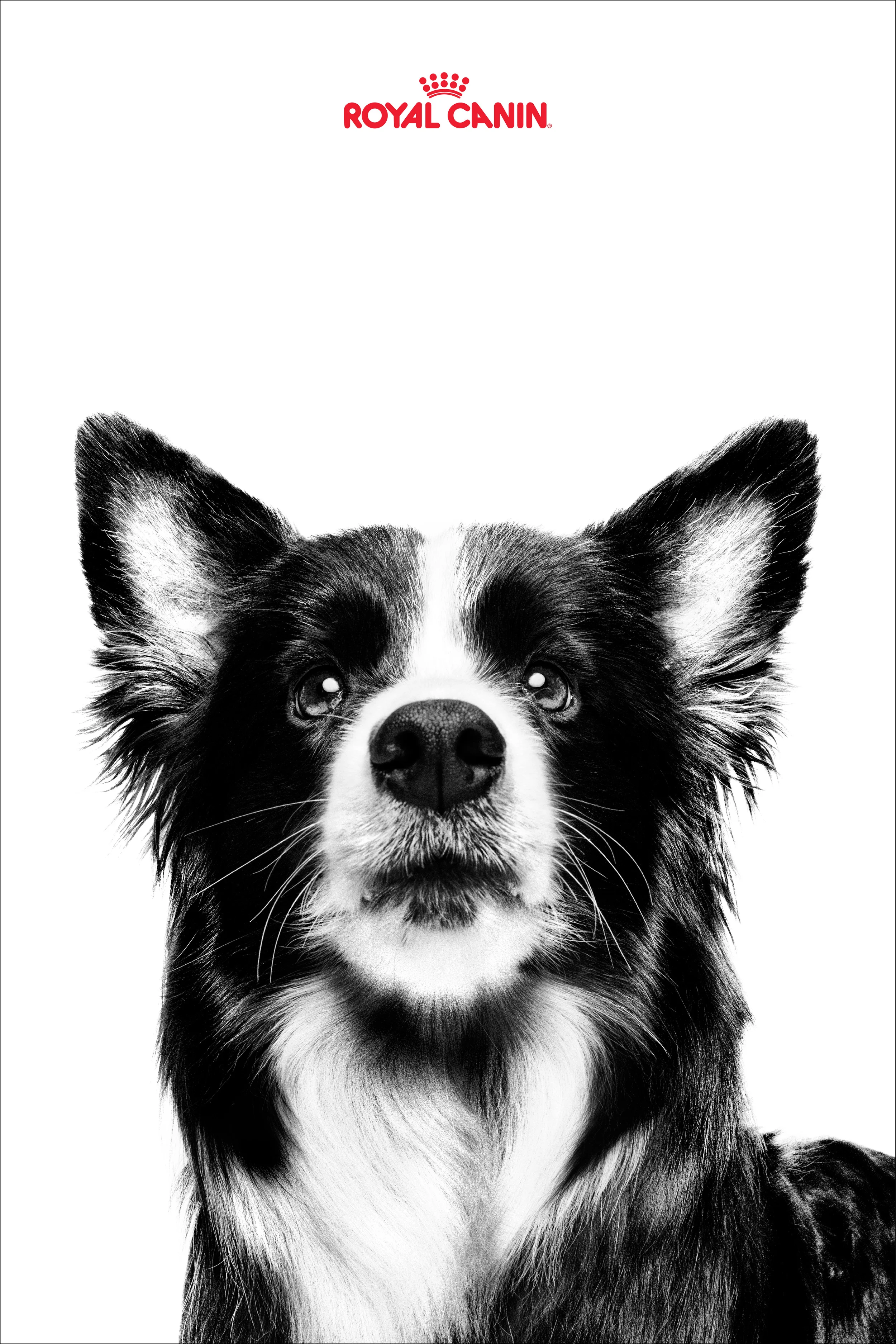 RC_Posters_24x366.jpg