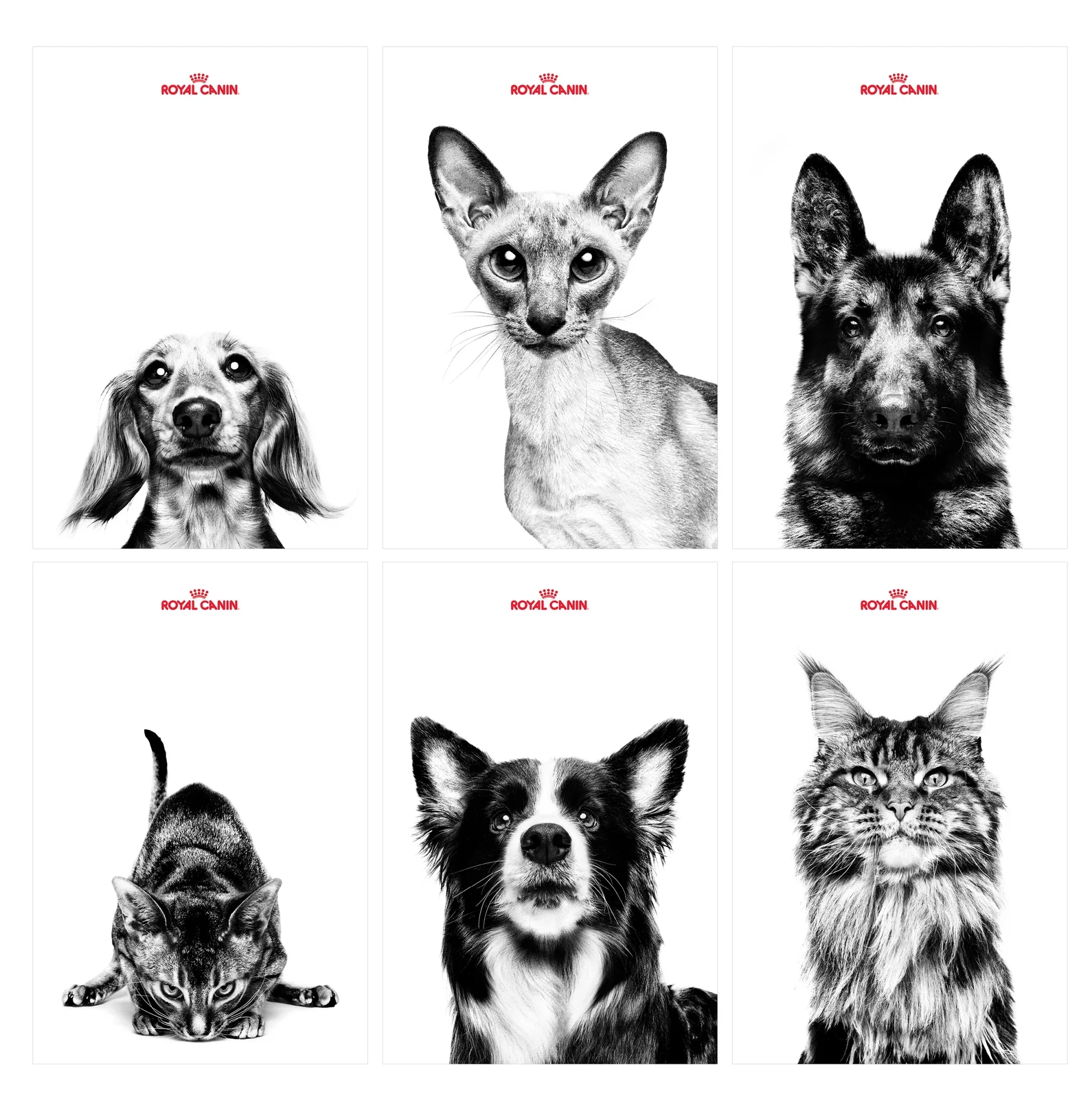 RoyalCanin_creativepresentation_4-23.jpg