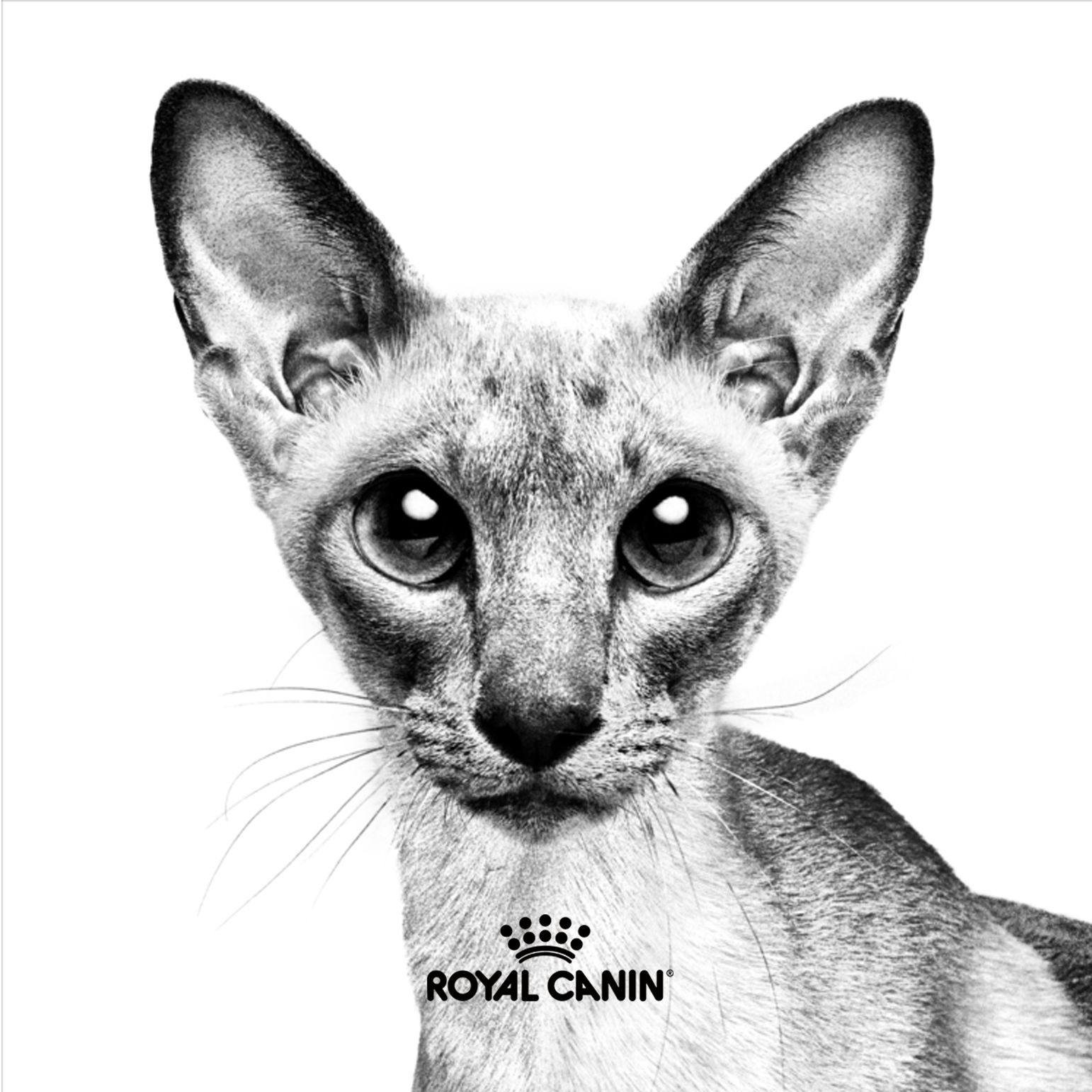 _Squares_Logo_RoyalCanin_medium.png