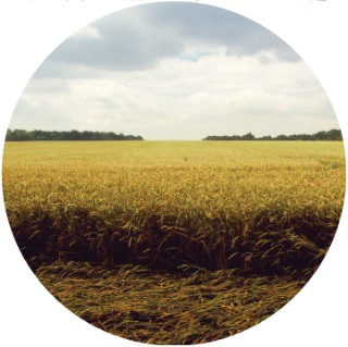 agricultural-01.png