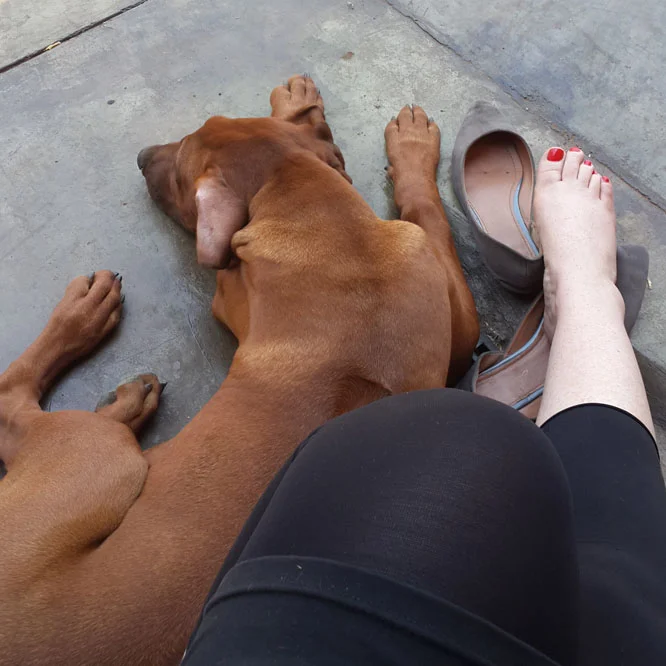 Timeout with HOBBES in Benoni while waiting on a supplier