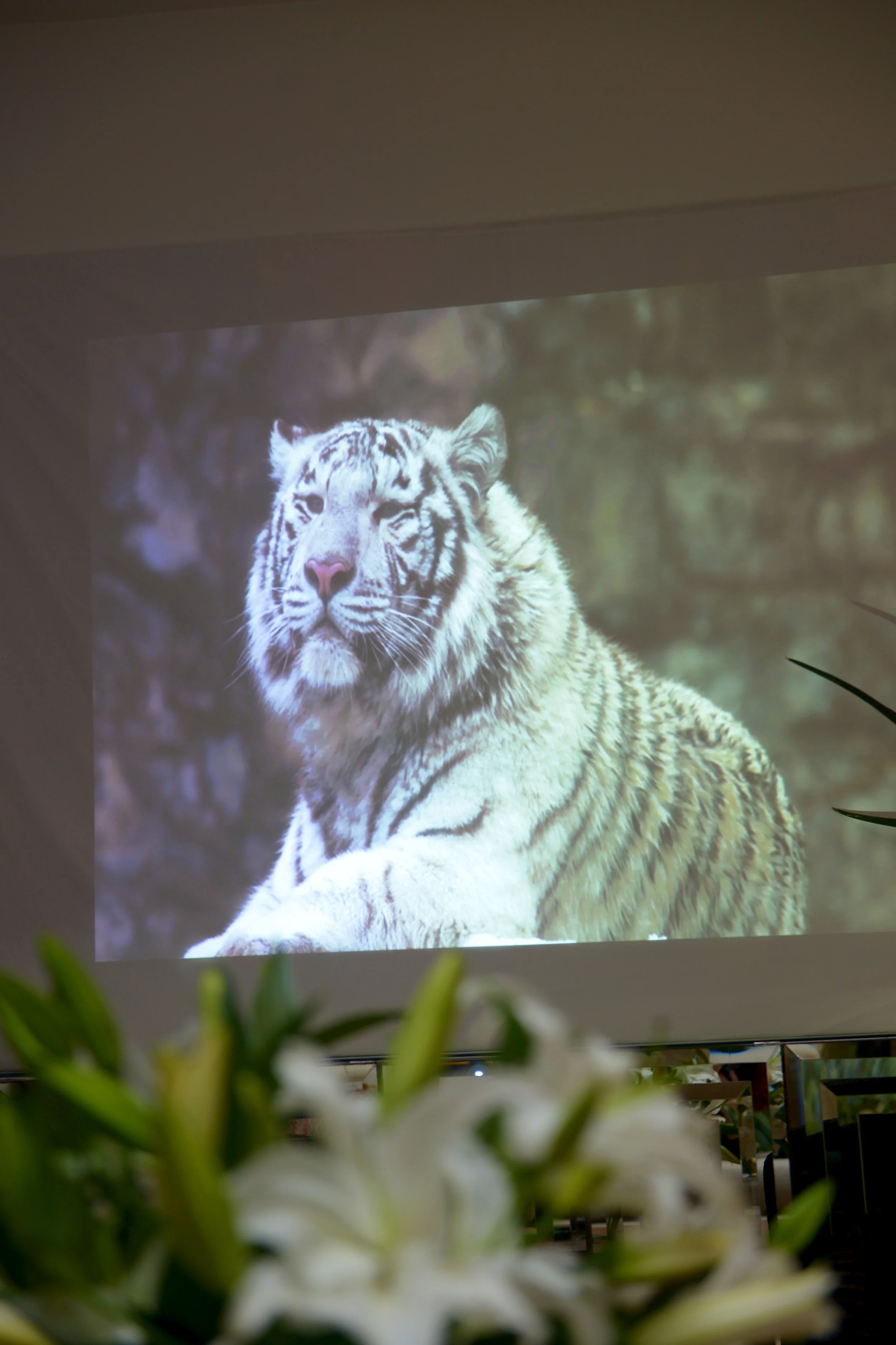 White Tiger Launch 17.jpg
