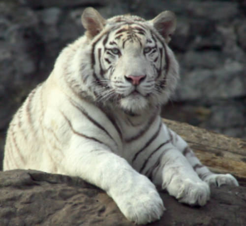 White Tiger has made my skin more radiant, and I know it will do the same to yours, I wouldn't want to sell it if you weren't going to see a difference in your complexion. XOXO
