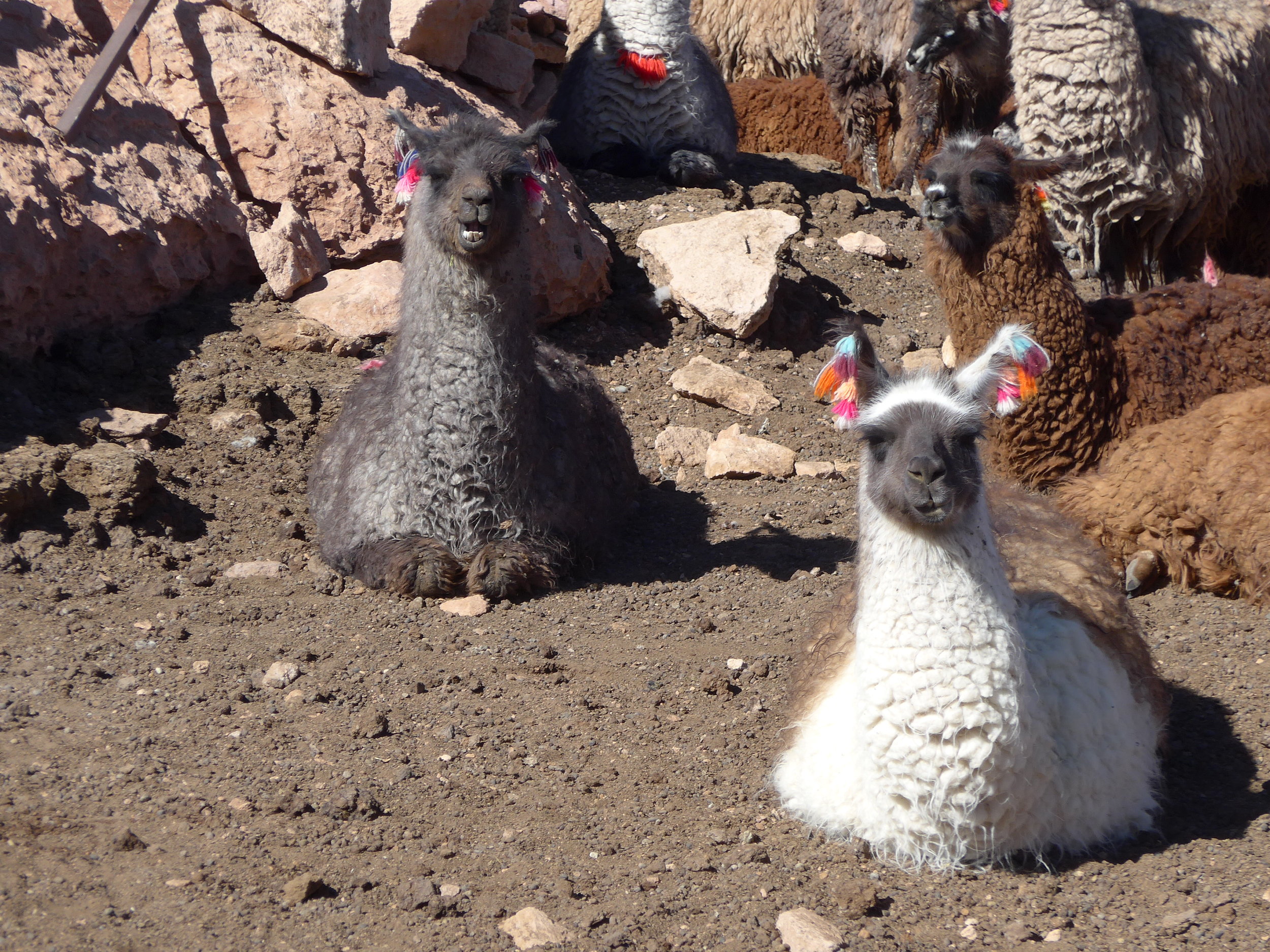  Lamas, Bolivia 