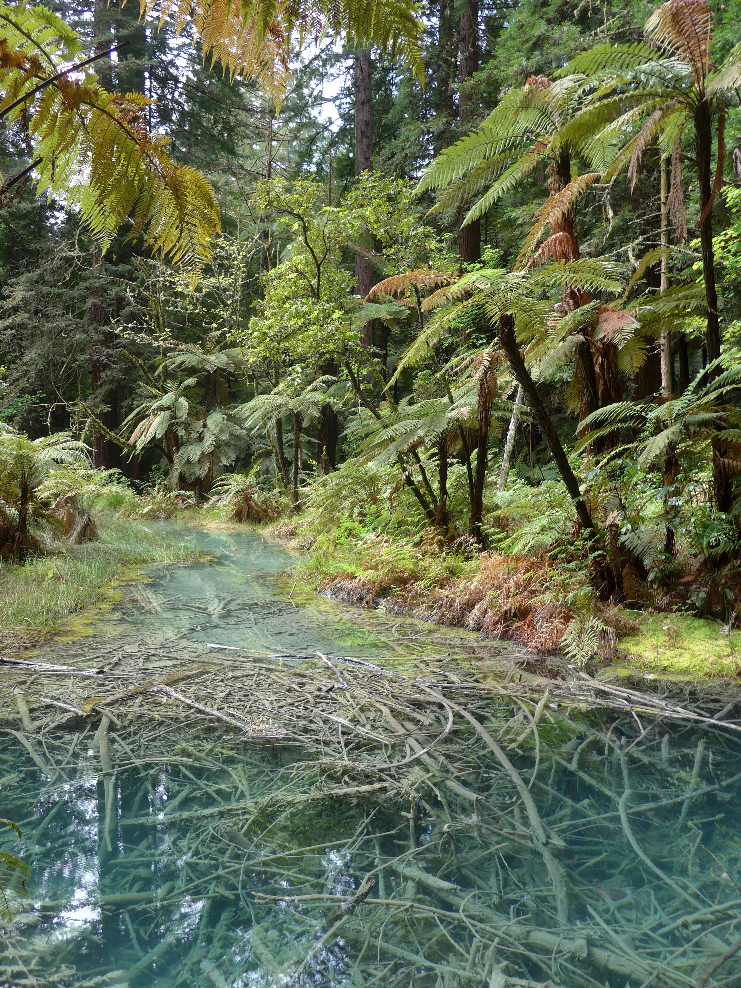  Forest river, Rotorua, New-Zealand 