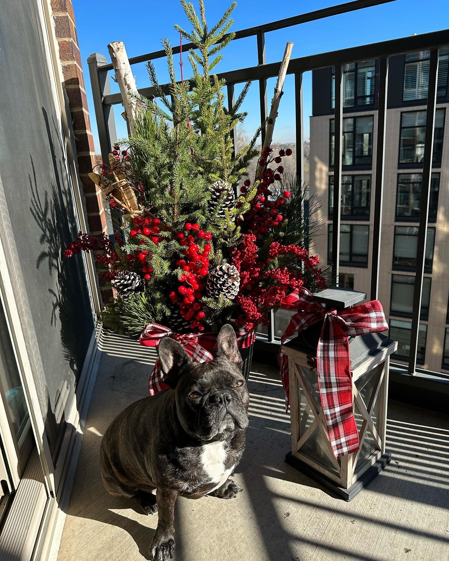 This festive Frenchiegram needed a permanent spot on the feed as I start to dip a toe into moments of #missschwegmakesmerry #boulettethefrenchie