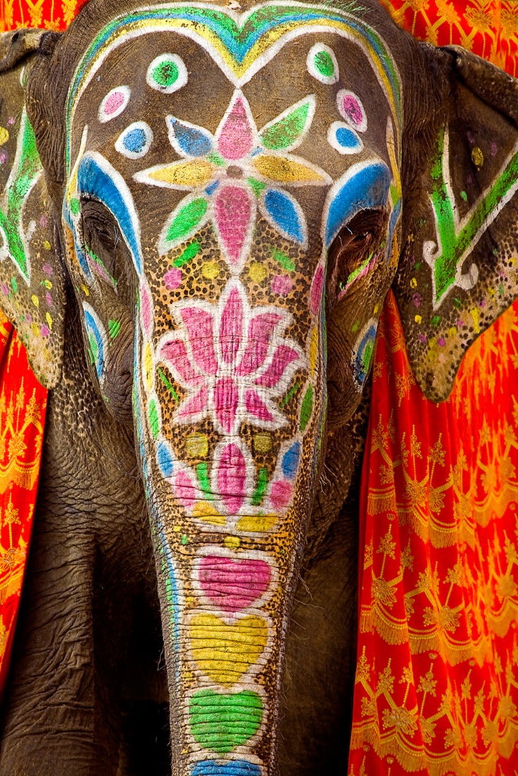 elephant.jpg