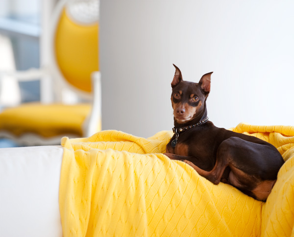 yellow.jpg