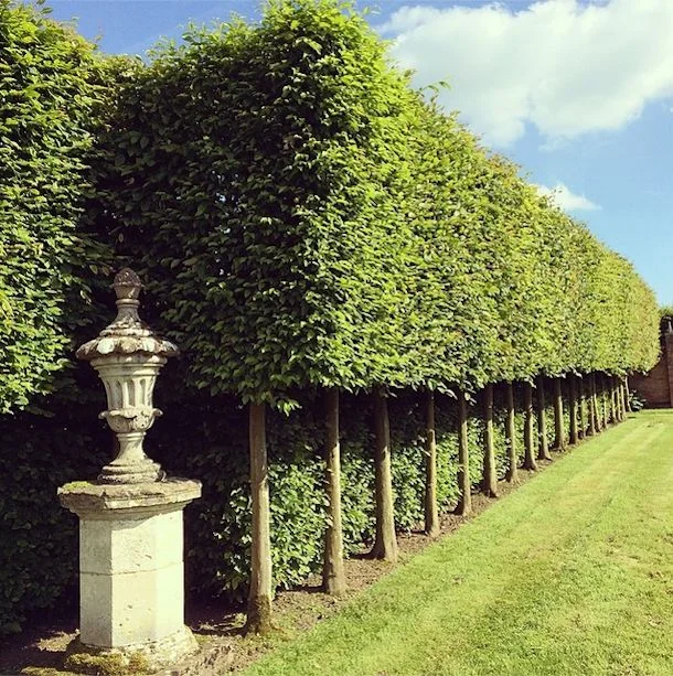 hedges.jpg